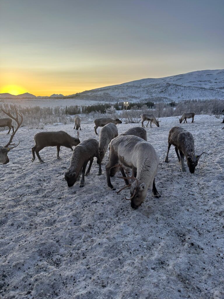 Excursie de neratat în Tromso - hrănirea renilor