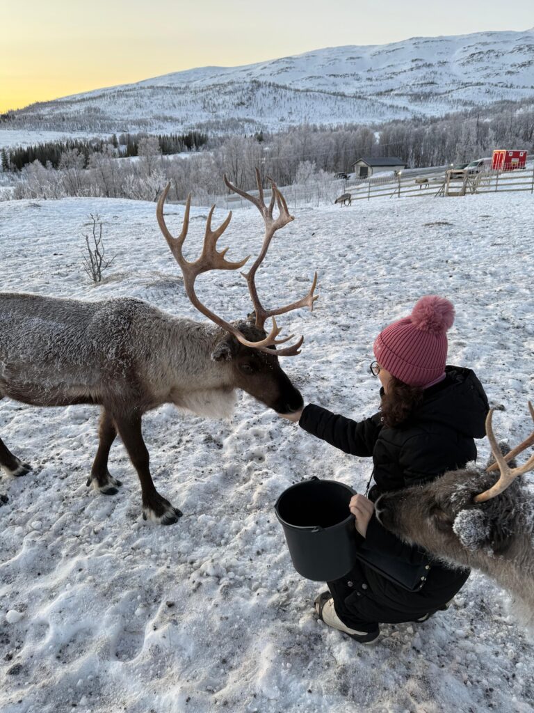 Excursie de neratat în Tromso, hrănirea renilor