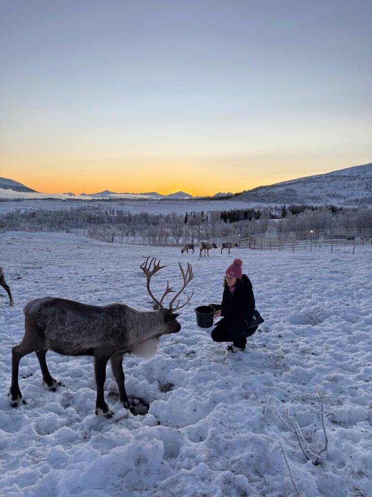 Excursie de neratat în Tromso - hrănirea renilor
