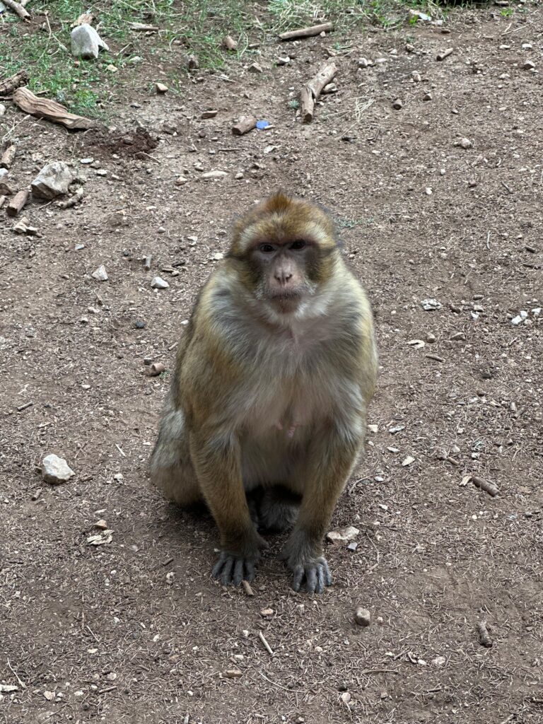 Azrou – pădurea cu maimuțe berbere din apropiere de Fes, Maroc.