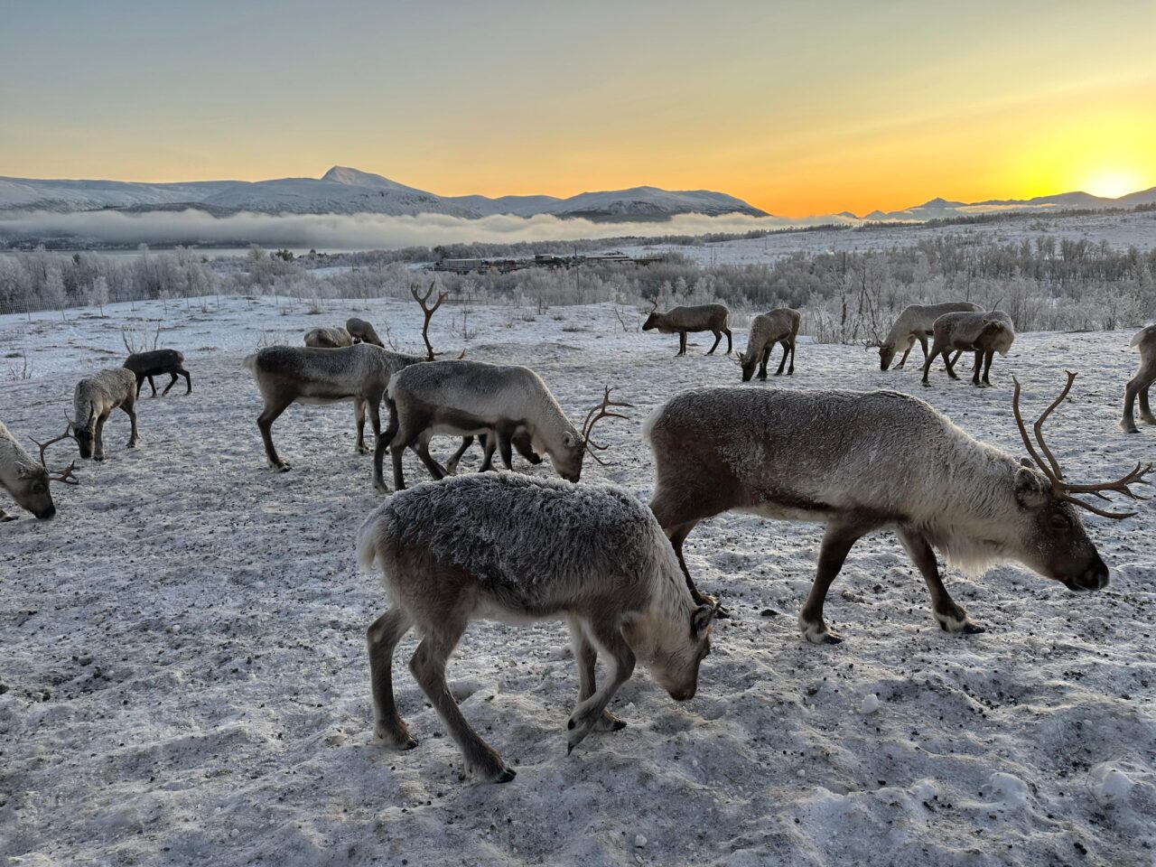 Excursie la o fermă sami de Reni, aproape de Tromso, Norvegia