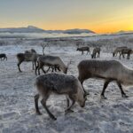 Excursie la o fermă sami de Reni, aproape de Tromso, Norvegia