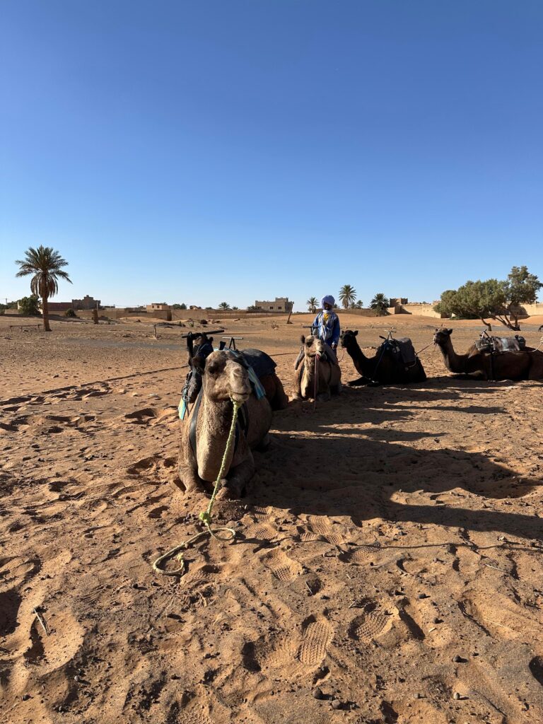Transfer cu cămilele până la cortul din Deșertul Sahara